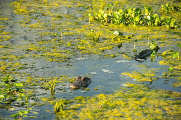 alligator in the pond