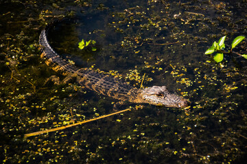 alligator in the water