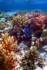 Fototapeta na wymiar giant clams on coral reef