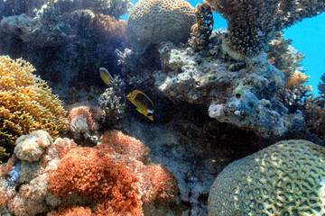 butterflyfish on coral reef