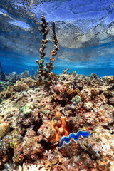 Giant blue clam on coral reef