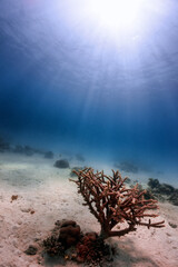 Coral tree on sandy bottom
