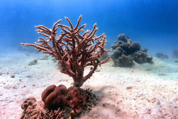 Coral tree on sand