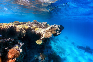 cliff on coral reef