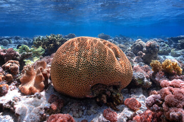Coral ball formation