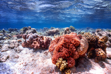Clorfull corals in red sea