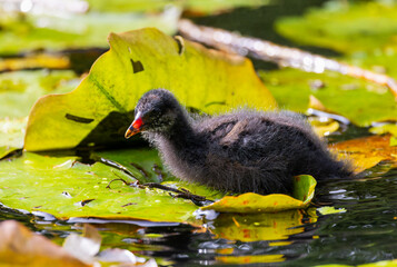 Moorhen chick 