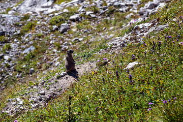 Ein Murmeltier (Marmota) sitz in den Bergen auf einer Wiese