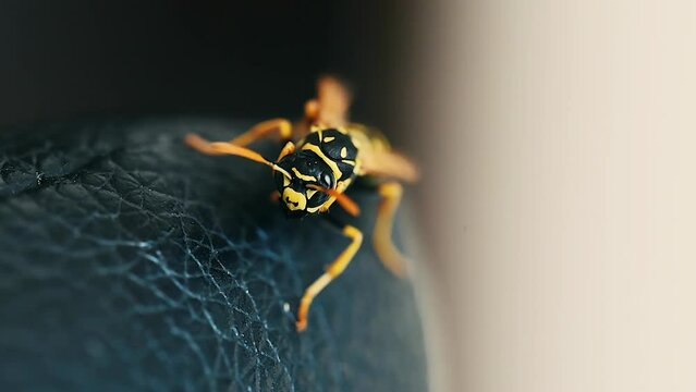 Macro video of yellowjacket wasp staying still close-up on dark leather 4k footage
