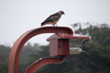 Juvenile Red-tailed Hawk Buteo jamaicensis perched on red lamp, Golden Gate, San Francisco, California, USA