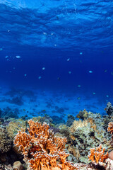 Fototapeta na wymiar underwater seascape with coral reef in foreground