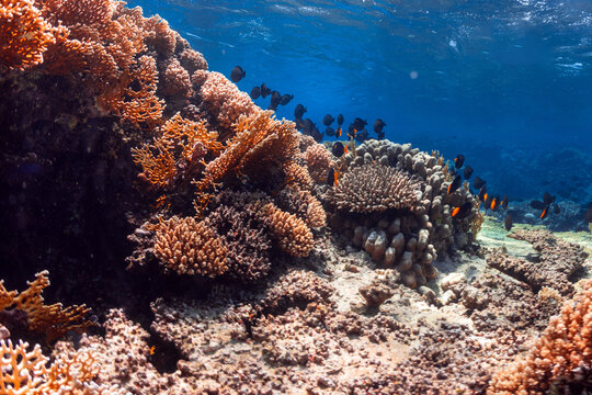 Underwater photo of coral reef in red sea