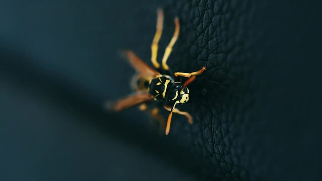 Yellowjacket social wasp macro close-up on dark leather 4k footage