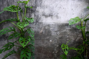 monstera monkey mask or Monstera Obliqua or Monstera adansonii or janda bolong wrapped around the wall of the house. © Stock Medae 