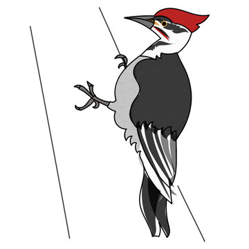 recommend clip art: woodpecker vector illustration / doodle