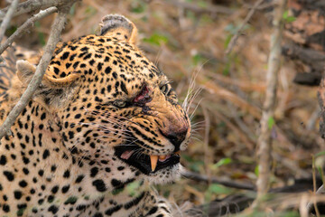 leopard in the grass