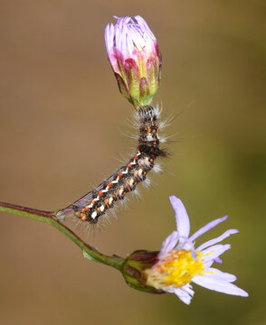 Acronicta rumicis on the flower in my garden.