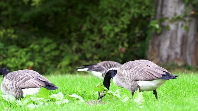 canadian geese pecking and lookgin for food on the grass at a park