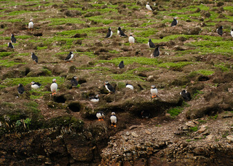 Puffins at their breeding grounds on the rocky Cliffs overlooking the Atlantic Ocean on Fogo Island in Newfoundland-Labrador - 654948648