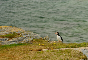 Puffin at their breeding grounds on the rocky Cliffs overlooking the Atlantic Ocean on Fogo Island in Newfoundland-Labrador