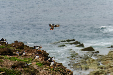 Puffins coming in for a landing at their breeding grounds on the rocky Cliffs overlooking the Atlantic Ocean on Fogo Island in Newfoundland-Labrador