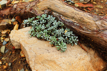 Turquoise fine moss sticks out from under the stones and roots