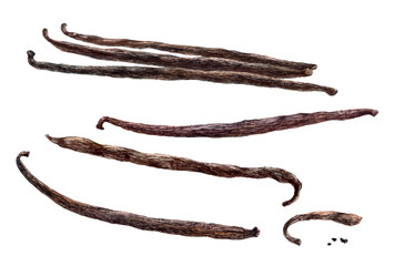 Close-up view watercolor illustration of a vanilla vanilla spice, isolated png-file.