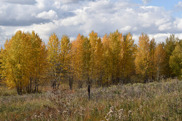 autumn in the forest