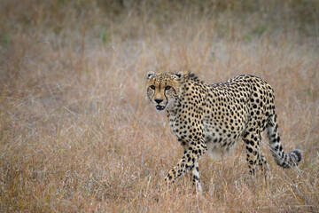 cheetah walking in kruger