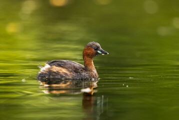 die schnellen Zwergtaucher 