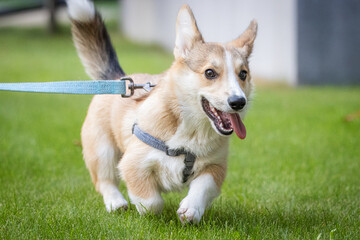 A young Pembroke Welsh male Corgi walks on the green grass into a camera. Close-up portrait of a young male corgi with a green background.