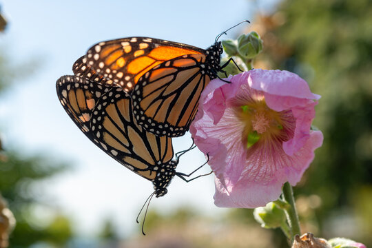 close-up of butterflies exchanging spermatophore on a delight hollyhock flower