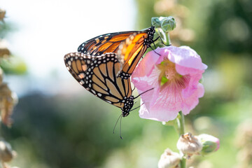 mating butterflies on a pink flower