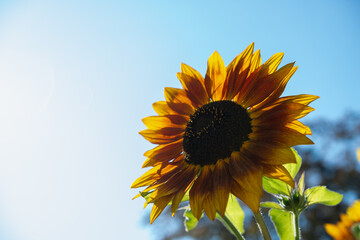 brown orange sunflower and bright blue sky with some solar flare