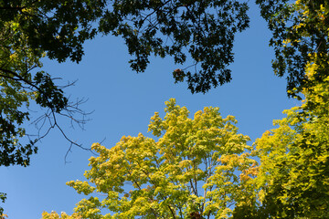 autumn tree on a blue sky with corresponding tree branches at top of photo in the park