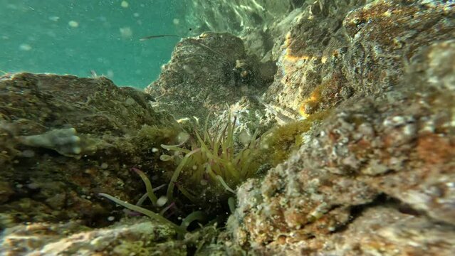 Sea anemones among the rocks