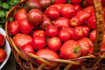 Wicker basket filled with freshly picked red tomatoes of different shapes