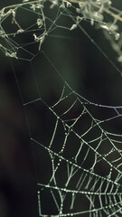 Spinnennetz Natur wiese ast