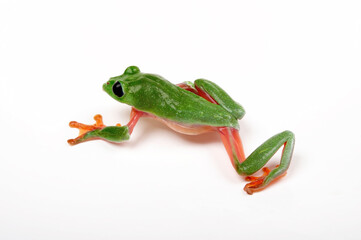 Morelet's tree frog // Schwarzaugenlaubfrosch (Agalychnis moreletii)