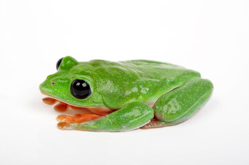 Morelet's tree frog // Schwarzaugenlaubfrosch (Agalychnis moreletii)