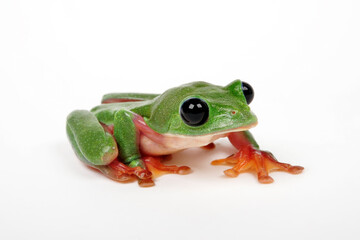 Schwarzaugenlaubfrosch // Morelet's tree frog (Agalychnis moreletii)
