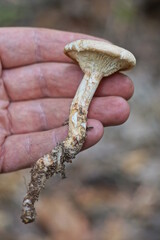 hand holds one old gray dry toadstool mushroom in nature