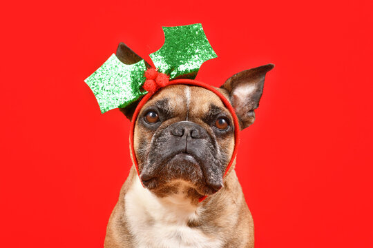 French Bulldog dog with Christmas mistletoe headband on red background