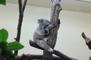 Foto auf Alu-Dibond Koala in einem Zoo © rbkelle