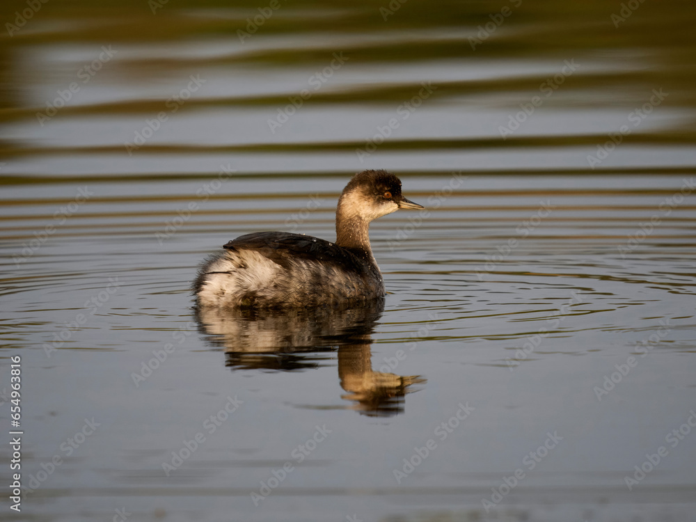 Wall mural Black-necked grebe, Podiceps nigricollis