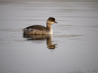 Black-necked grebe, Podiceps nigricollis