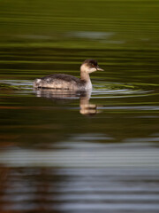 Black-necked grebe, Podiceps nigricollis