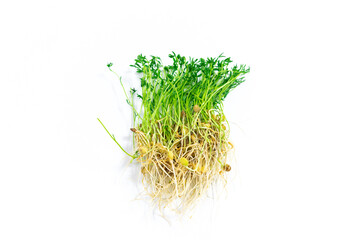 Fresh young shoots lentil microgreen with roots. White background. Close up.