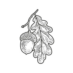 beans and bean leaves illustration art