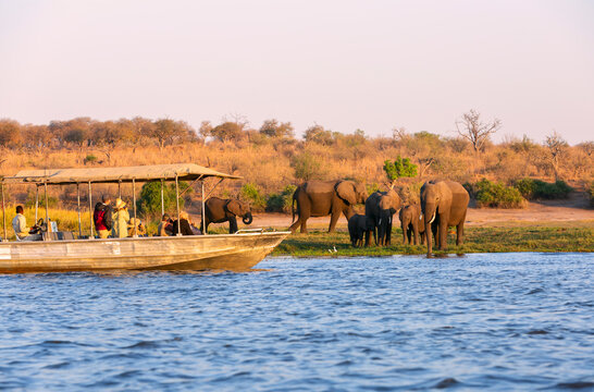 Tourist observe elephants in the edge of Chobe National Park, Botswana, Africa